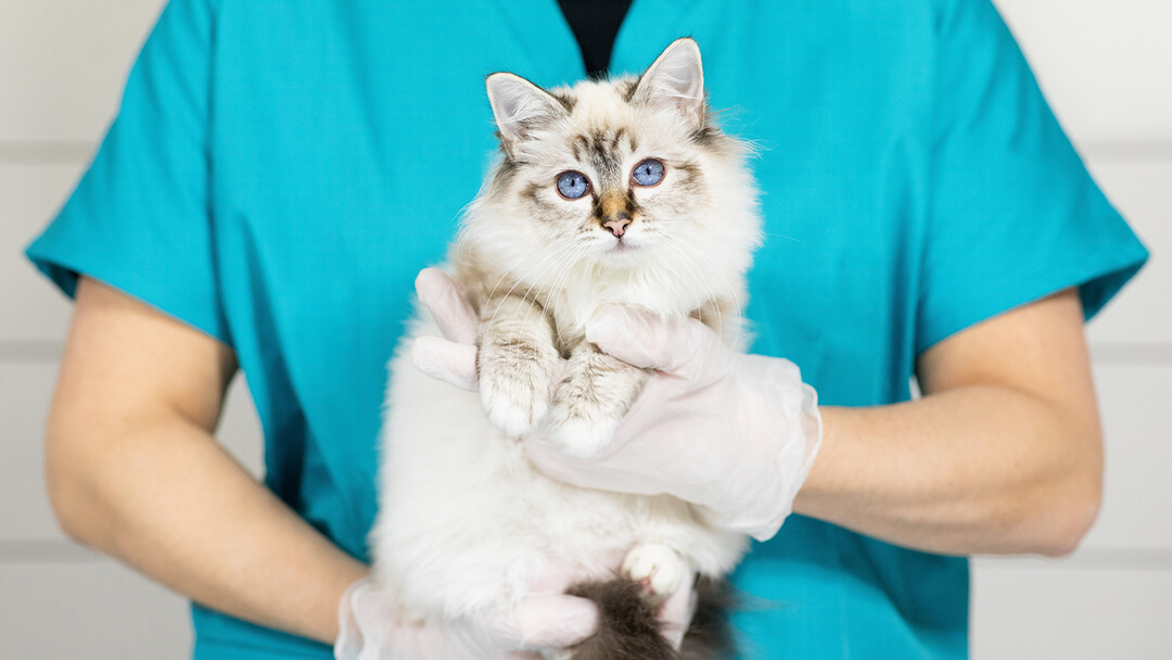 Cat First Aid How to Help Your Pet in an Emergency Purina